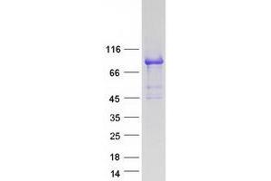 Validation with Western Blot (KLHL11 Protein (Myc-DYKDDDDK Tag))