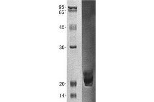 Validation with Western Blot (GADD45G Protein (His tag))