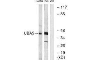 Western blot analysis of extracts from HepG2/293 cells, using UBA5 Antibody.