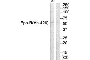 Western Blotting (WB) image for anti-Erythropoietin Receptor (EPOR) antibody (ABIN1848406) (EPOR Antikörper)