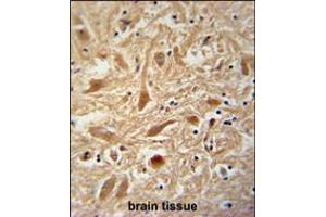 ARPC1A Antibody immunohistochemistry analysis in formalin fixed and paraffin embedded human brain tissue followed by peroxidase conjugation of the secondary antibody and DAB staining. (ARPC1A Antikörper  (AA 157-184))