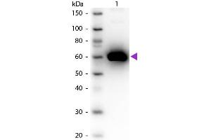 Western blot of Peroxidase conjugated Rabbit Anti-Human Serum Albumin secondary antibody. (Albumin Antikörper  (HRP))