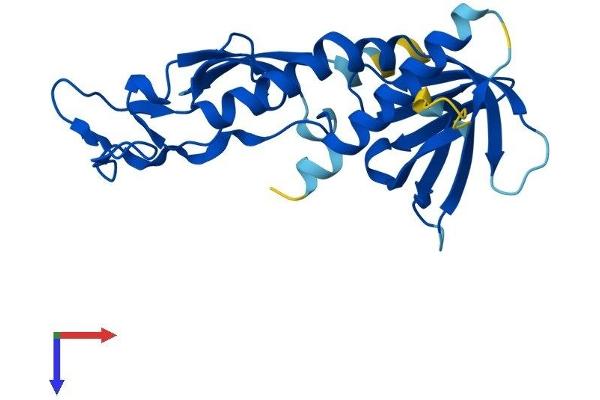ZFYVE21 Protein (AA 1-234) (His tag)