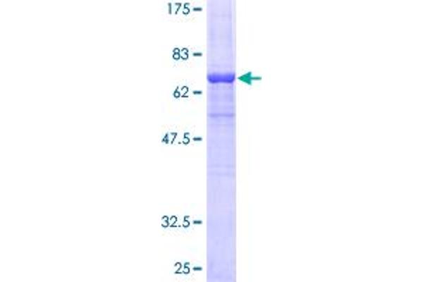 ARR3 Protein (AA 1-359) (GST tag)