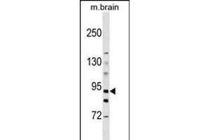 HK3 Antibody  (ABIN392753 and ABIN2842205) western blot analysis in mouse brain tissue lysates (35 μg/lane). (HK3 Antikörper  (C-Term))