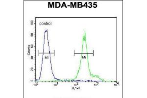 Flow cytometric analysis of MDA-MB435 cells (right histogram) compared to a negative control cell (left histogram). (ANKFY1 Antikörper  (C-Term))