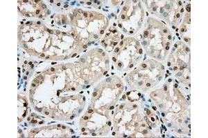 Immunohistochemical staining of paraffin-embedded pancreas tissue using anti-PRKG1 mouse monoclonal antibody. (PRKG1 Antikörper)