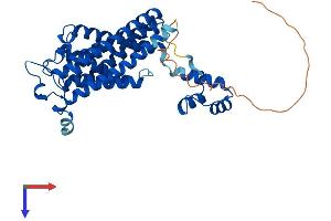 CERS6 Protein (AA 1-384) (His tag)