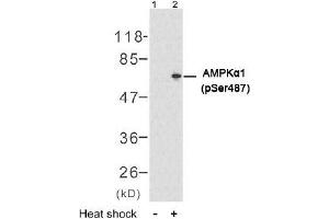 Image no. 2 for anti-Protein Kinase, AMP-Activated, alpha 1 Catalytic Subunit (PRKAA1) (pSer487) antibody (ABIN196905) (PRKAA1 Antikörper  (pSer487))
