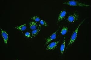 IF analysis of C1QBP using anti-C1QBP antibody (ABIN4886491). (C1QBP Antikörper  (AA 190-282))