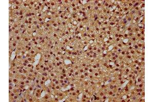 IHC image of ABIN7172445 diluted at 1:300 and staining in paraffin-embedded human adrenal gland tissue performed on a Leica BondTM system. (TCERG1 Antikörper  (AA 782-896))
