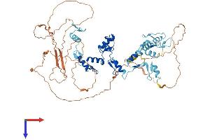 CTCFL Protein (AA 1-636) (His tag)