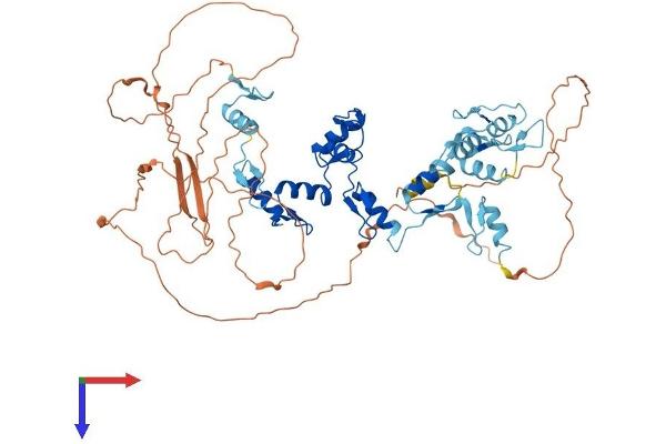 CTCFL Protein (AA 1-636) (His tag)