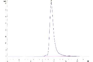 Size-exclusion chromatography-High Pressure Liquid Chromatography (SEC-HPLC) image for Carcinoembryonic Antigen-Related Cell Adhesion Molecule 8 (CEACAM8) (AA 35-319) protein (His tag) (ABIN7274330)