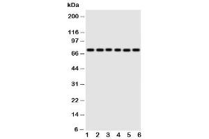 Western Blotting (WB) image for anti-Splicing Factor 1 (SF1) (N-Term) antibody (ABIN3032719)