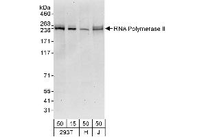 anti-RNA Polymerase II (C-Term) antibody