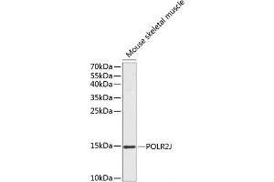 Western blot analysis of extracts of Mouse skeletal muscle using POLR2J Polyclonal Antibody at dilution of 1:1000.