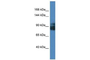 Western Blotting (WB) image for anti-Leucine Rich Repeat Containing 8 Family, Member A (LRRC8A) (Middle Region) antibody (ABIN2783753)