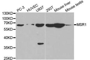 Western blot analysis of extracts of various cell lines, using MSR1 antibody. (Macrophage Scavenger Receptor 1 Antikörper  (AA 192-451))