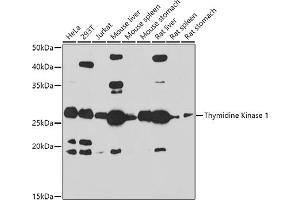 TK1 Antikörper  (AA 1-234)