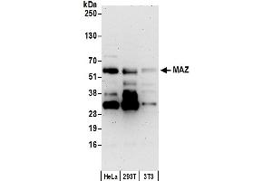 Western Blotting (WB) image for anti-MYC-Associated Zinc Finger Protein (Purine-Binding Transcription Factor) (MAZ) (AA 427-477) antibody (ABIN7454769)