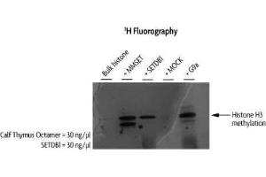 Western Blotting (WB) image for SET Domain, Bifurcated 1 (SETDB1) protein (DYKDDDDK Tag) (ABIN2669700)