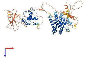 NR2C1 Protein (AA 1-603) (His tag)