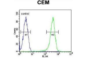 COX10 Antibody (C-term) flow cytometric analysis of CEM cells (right histogram) compared to a negative control cell (left histogram). (COX10 Antikörper  (C-Term))
