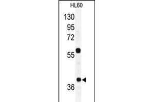 Western blot analysis of RAD23A Antibody (C-term) (ABIN388960 and ABIN2839209) in HL60 cell line lysates (35 μg/lane).