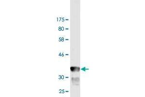 Western Blot detection against Immunogen (35. (GRID1 Antikörper  (AA 349-441))