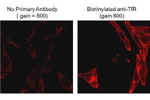Immunofluorescence Microscopy of Mouse Anti-Biotin antibody. (Biotin Antikörper)