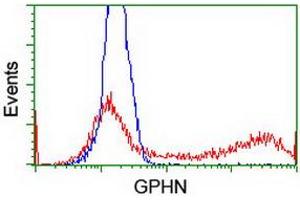 HEK293T cells transfected with either RC205986 overexpress plasmid (Red) or empty vector control plasmid (Blue) were immunostained by anti-GPHN antibody (ABIN2454096), and then analyzed by flow cytometry. (Gephyrin Antikörper)