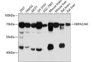 Western blot analysis of extracts of various cell lines, using HEPACAM antibody (ABIN6132116, ABIN6141716, ABIN6141717 and ABIN6215275) at 1:3000 dilution. (HEPACAM Antikörper  (AA 35-245))