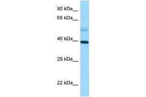Western Blotting (WB) image for anti-Stimulated By Retinoic Acid 8 (STRA8) (C-Term) antibody (ABIN2789683) (STRA8 Antikörper  (C-Term))