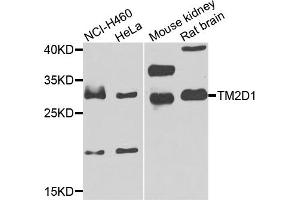 Western blot analysis of extracts of various cells, using TM2D1 antibody. (TM2D1 Antikörper)