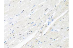 Immunohistochemistry of paraffin-embedded mouse heart using RBFOX3 antibody (ABIN1874561) at dilution of 1:100 (40x lens). (NeuN Antikörper)