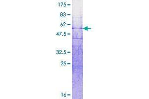 RNF32 Protein (AA 1-256) (GST tag)