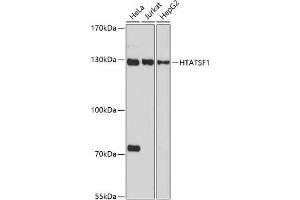 Western blot analysis of extracts of various cell lines, using HT antibody (ABIN7267756) at 1:1000 dilution. (HTATSF1 Antikörper  (AA 1-180))
