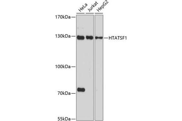 HTATSF1 Antikörper  (AA 1-180)