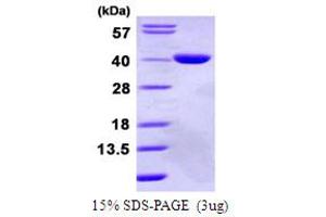 SDS-PAGE (SDS) image for Glycerol-3-Phosphate Dehydrogenase 1-Like (GPD1L) (AA 1-351) protein (His tag) (ABIN667561)