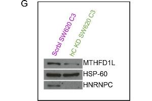 Western Blotting (WB) image for anti-Heterogeneous Nuclear Ribonucleoprotein C (C1/C2) (HNRNPC) antibody (ABIN2856905)