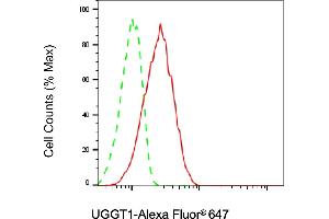 Flow cytometric analysis of UGGT1 expression in H9c2 cells using UGGT1 antibody (ABIN7800766), 1:2,000). (Rekombinanter UGGT1 Antikörper)