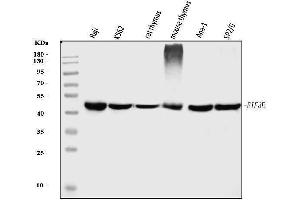 Western blot analysis of EIF3E using anti-EIF3E antibody (ABIN7600189).