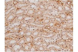 ABIN6269133 at 1/200 staining Rat kidney tissue sections by IHC-P. (KIT Antikörper  (Internal Region))