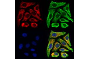ABIN6265075 and ABIN6269332 staining Hela cells by IF/ICC.