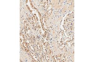 Immunohistochemical analysis of paraffin-embedded Human kidney tissue using (ABIN388039 and ABIN2845540) performed on the Leica® BOND RXm. (Ubiquitin Antikörper  (N-Term))