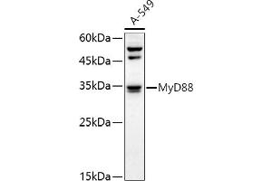 Western Blotting (WB) image for anti-Myeloid Differentiation Primary Response Gene (88) (MYD88) (AA 60-309) antibody (ABIN6144228)
