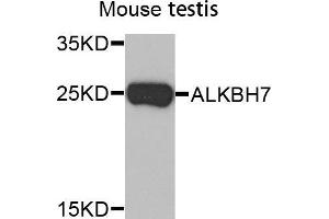 Western Blotting (WB) image for anti-AlkB, Alkylation Repair Homolog 7 (ALKBH7) (AA 1-221) antibody (ABIN6219493) (ALKBH7 Antikörper  (AA 1-221))