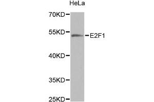 Western blot analysis of extracts of HeLa cells, using E2F1 antibody (ABIN5971098) at 1/1000 dilution. (E2F1 Antikörper)