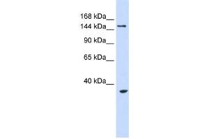 Western Blotting (WB) image for anti-Ubiquitin Protein Ligase E3B (UBE3B) antibody (ABIN2458742)